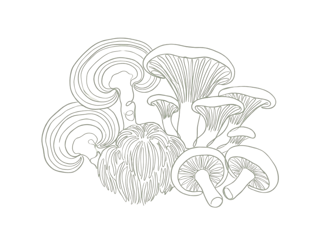 Suplementacja grzybami (Mykoterapia)