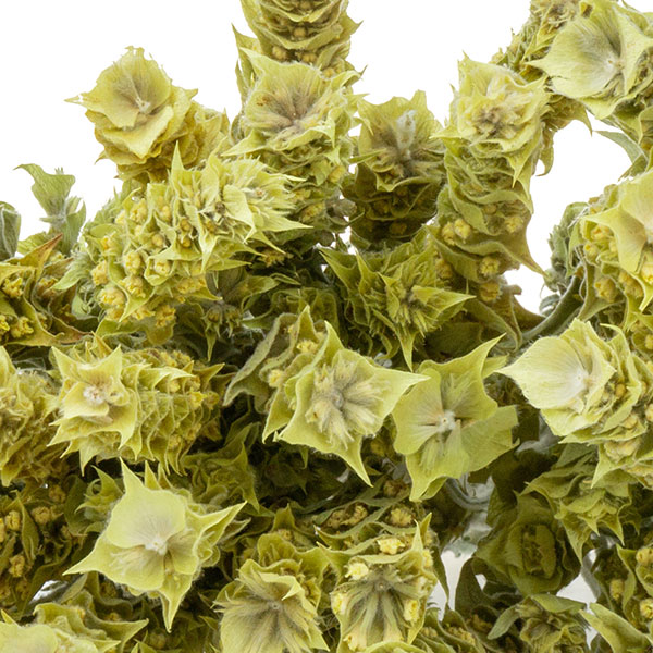 shop-single-img-26.1 aa