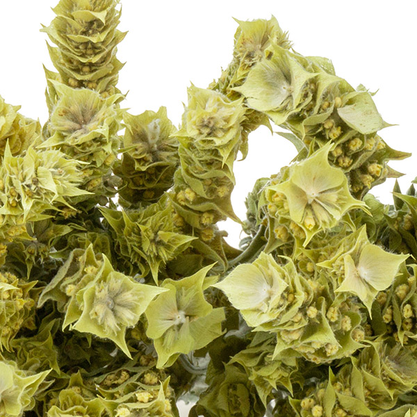 shop-single-img-26.3 aa