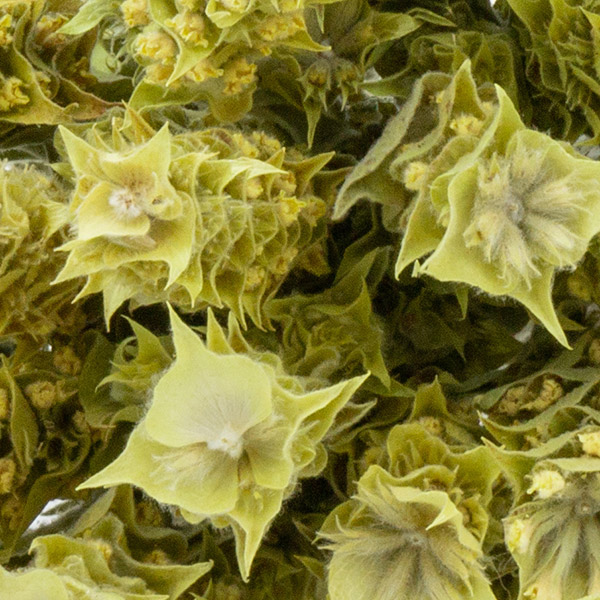 shop-single-img-26.4 aa