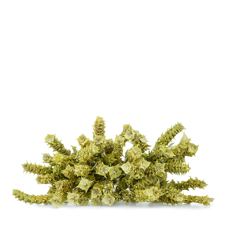 shop-single-img-26 aa